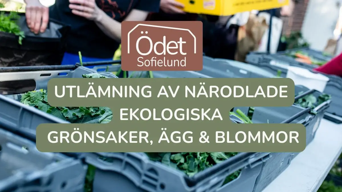 Närbild på färska grönsaker i en korg på Ödets innergård inför Farmers Market
